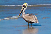 BRD 22 LS0011 01
Eastern Brown Pelican In Breeding Plumage Standing At Edge Of Surf Pinellas County, Florida