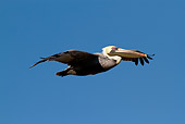 BRD 22 LS0012 01
Eastern Brown Pelican In Flight Pinellas County, Florida