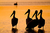 BRD 22 LS0013 01
Silhouette Of American White Pelicans Standing On Tidal Bay At Dawn Manatee County, Florida