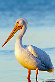 BRD 22 LS0014 01
American White Pelican Standing In Shallow Water Manatee County, Florida