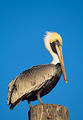 BRD 22 LS0015 01
Eastern Brown Pelican Perched On Post Florida