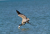 BRD 22 LS0016 01
Eastern Brown Pelican In Breeding Plumage Diving Into Gulf Of Mexico At Indian Rocks Beach, Florida