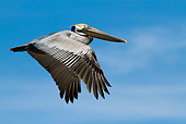 BRD 22 LS0017 01
Eastern Brown Pelican In Flight Over Gulf Of Mexico At Indian Rocks Beach, Florida