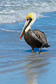 BRD 22 LS0018 01
Eastern Brown Pelican Loafing At Seashore In Gulf Of Mexico At Indian Rocks Beach, Florida