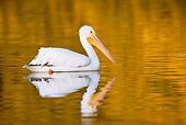 BRD 22 LS0019 01
American White Pelican In Winter Plumage Swimming In Sheltered Cove Florida