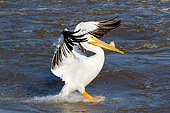 BRD 22 LS0020 01
American White Pelican Landing In Mississippi River