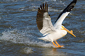 BRD 22 LS0021 01
American White Pelican Landing In Mississippi River