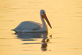 BRD 22 LS0022 01
American White Pelican In Non-Breeding Plumage Wading In Tidal Bay Florida
