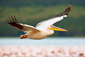 BRD 22 MC0001 01
Great White Pelican Flying Over Lake Nakuru National Park Kenya