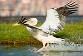 BRD 22 MC0002 01
Great White Pelican Taking Off From Lake Kenya