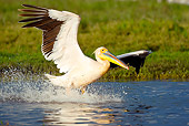 BRD 22 MC0003 01
Great White Pelican Taking Off From Lake Kenya