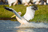 BRD 22 MC0004 01
Great White Pelican Taking Off From Lake Kenya