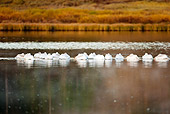 BRD 22 MC0006 01
Flock Of American White Pelicans Roosting On Lake Yellowstone National Park
