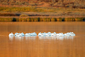 BRD 22 MC0007 01
Flock Of American White Pelicans Roosting On Lake Yellowstone National Park