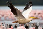 BRD 22 MC0008 01
Great White Pelican Flying Over Lake With Flamingos In Background Kenya