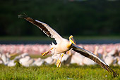 BRD 22 MC0009 01
Great White Pelican Flying Over Lake With Flamingos In Background Kenya