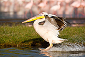 BRD 22 MC0010 01
Great White Pelican Landing On Lake With Flamingos In Background Kenya