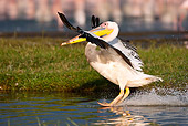 BRD 22 MC0011 01
Great White Pelican Landing On Lake With Flamingos In Background Kenya
