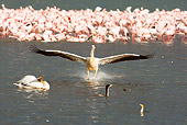 BRD 22 MC0012 01
Great White Pelican Landing In Lake Nakuru By Flamingos Kenya