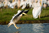 BRD 22 MC0013 01
Great White Pelican Landing In Lake Nakuru Kenya