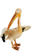 BRD 22 MH0001 01
White Pelican In Studio