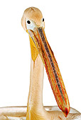 BRD 22 MH0002 01
Close Up Of White Pelican In Studio