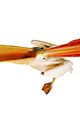BRD 22 MH0003 01
Overhead View Looking Down Into Open Mouth Of White Pelican In Studio