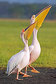 BRD 22 MH0004 01
Two White Pelicans Standing And Looking Up