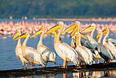 BRD 22 MH0005 01
Group Of White Pelicans Standing By Lake