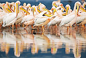 BRD 22 MH0006 01
Group Of White Pelicans Standing In Lake