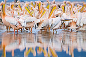 BRD 22 MH0007 01
Rear View Of White Pelicans Standing In Lake Preening