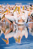 BRD 22 MH0008 01
Rear View Of White Pelicans Standing In Lake Preening