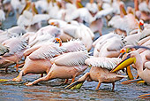 BRD 22 MH0009 01
Group Of White Pelicans Standing In Lake Feeding