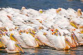 BRD 22 MH0010 01
Group Of White Pelicans In Lake Feeding
