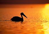 BRD 22 MH0012 01
Silhouette Of White Pelican Wading On Water At Sunset Ethiopia