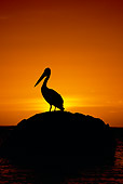BRD 22 MH0013 01
Silhouette Of Australian Pelican Standing On Rock At Sunset