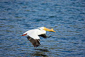 BRD 22 RF0002 01
American White Pelican Flying Over Water