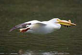 BRD 22 RF0003 01
American White Pelican Flying Over Water