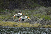 BRD 22 RF0004 01
Two American White Pelicans Flying Over Water