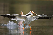 BRD 22 RF0005 01
Two American White Pelicans Landing In Water