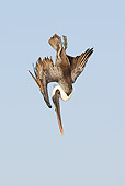 BRD 22 WF0001 01
Brown Pelican Diving Toward Water