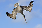 BRD 22 WF0002 01
Brown Pelican Diving Toward Water