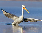 BRD 22 WF0003 01
Dalmatian Pelican Fishing In Water