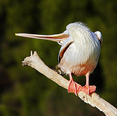 BRD 22 WF0004 01
Pink-Backed Pelican Perched On Branch With Head Over Back