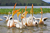 BRD 22 WF0005 01
Group Of White Pelicans On Water Begging For Fish