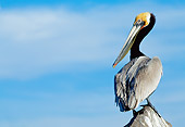 BRD 22 WF0006 01
Brown Pelican Standing On Post Against Blue Sky
