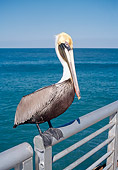 BRD 22 WF0007 01
Brown Pelican Standing On Metal Rail By Water