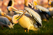 BRD 22 JZ0001 01
White Pelicans Grooming At Sunset Kenya
