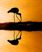 BRD 22 JZ0002 01
Marabou Stork Hunting At Sunrise Kenya