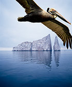 BRD 22 JZ0003 01
Brown Pelican Flying By Kicker Rock Galapagos Islands Ecuador